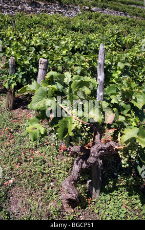 Ancien vignoble avec la maturation des raisins. Péninsule De Peljesac, Dalmatie, Croatie, Banque D'Images