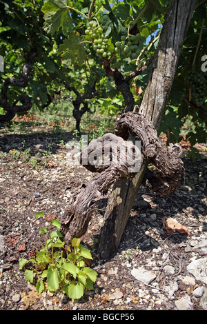 Close up of a dans une vieille vigne avec la maturation des raisins. Péninsule De Peljesac, Dalmatie, Croatie, Banque D'Images