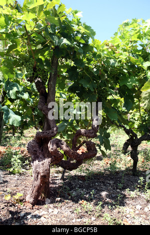 Un cep dans une vieille vigne avec la maturation des raisins. Péninsule De Peljesac, Dalmatie, Croatie, Banque D'Images