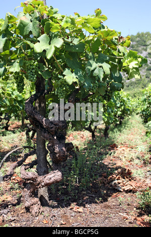 Un cep dans une vieille vigne avec la maturation des raisins. Péninsule De Peljesac, Dalmatie, Croatie, Banque D'Images