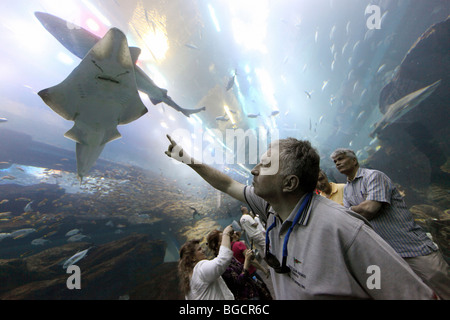 Un homme pointant à une raie manta à l'Aquarium de Dubaï, Émirats Arabes Unis Banque D'Images