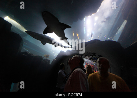 Les visiteurs de l'Aquarium de Dubaï au centre commercial de Dubaï, Émirats Arabes Unis Banque D'Images