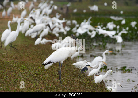 Stork Mycteria americana, bois, grande aigrette blanche neige et les aigrettes, Casmerodius albus et Egretta thula, Pantanal, Brésil Banque D'Images