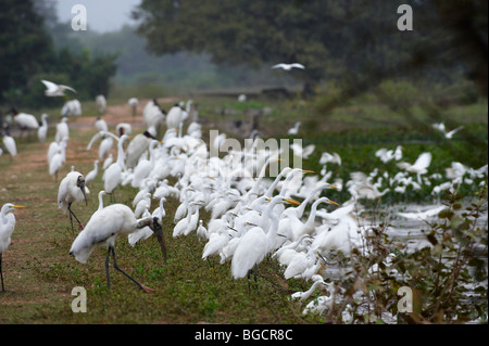 Immense troupeau de Grand Blanc aigrettes neigeuses et aigrettes debout à la livre, Casmerodius albus et Egretta thula, Pantanal, Brésil Banque D'Images