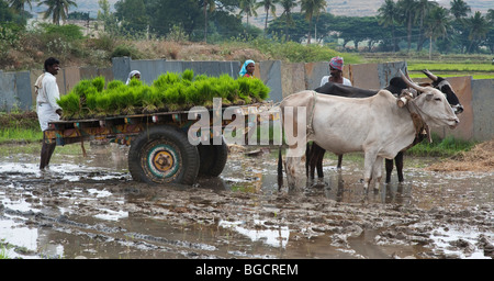 Les cadres de nouveaux plants de riz sur une charrette en Inde, juste avant de planter une nouvelle rizière Banque D'Images