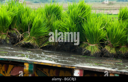 Les cadres de nouveaux plants de riz sur une charrette juste avant la plantation d'une nouvelle rizière. L'Andhra Pradesh, Inde Banque D'Images