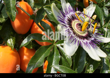 Fruit de la passion des fleurs dans le jardin de l'été Anglais Banque D'Images