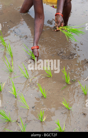 Femme indienne la plantation de jeunes plants de riz dans une rizière. L'Andhra Pradesh, Inde Banque D'Images