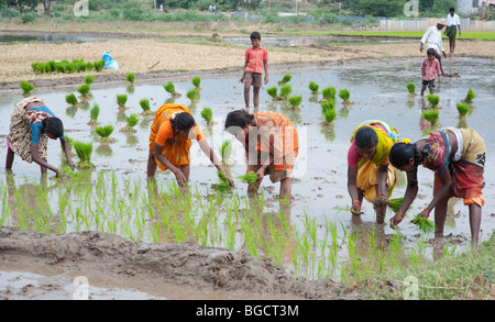 Les femmes indiennes plantent de jeunes plants de riz dans une rizière en Inde. L'Andhra Pradesh, Inde Banque D'Images