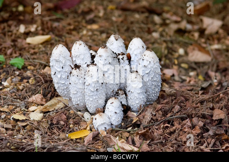 Shaggy cap d'encre également connu sous le nom de champignons Coprinus comatus ou avocats perruque Banque D'Images