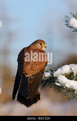 Kestrel Falco tinnunculus perché sur la neige y'pine Banque D'Images