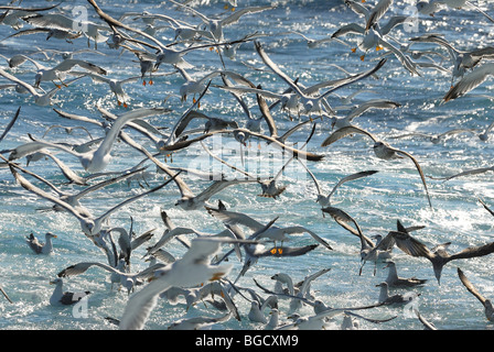 Un essaim de poissons chasse seagull en mer Méditerranée Banque D'Images