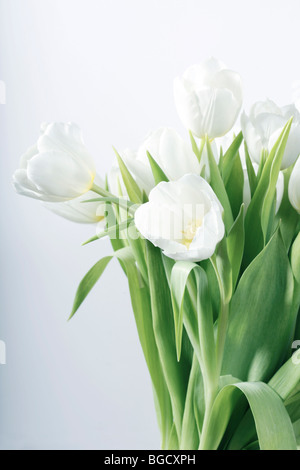 Nature morte avec tulipes blanches - selective focus, l'accent principal sur fleur à l'avant Banque D'Images