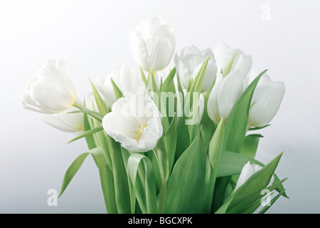 Nature morte avec tulipes blanches - selective focus, l'accent principal sur fleur à l'avant Banque D'Images