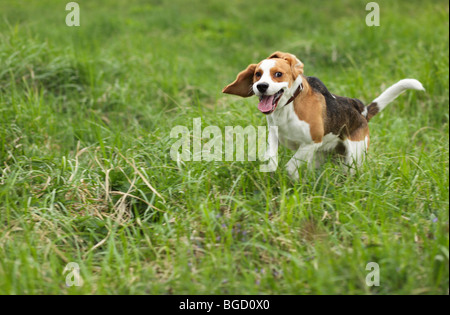L'aboiement du chiot de chien de chasse sur la Banque D'Images