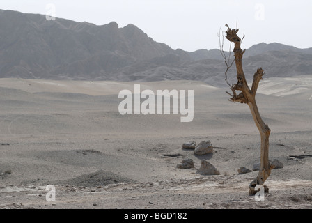 Dead arbre sec dans le désert de Gobi au grottes de Mogao à Dunhuang, Route de la soie, Gansu, China, Asia Banque D'Images