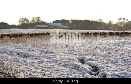 Troupeau de cerfs mélanistiques (Dama dama) pacage sur des terres agricoles enneigées de la Réserve naturelle de Pulborough Brooks. Sussex, Angleterre, Royaume-Uni Banque D'Images