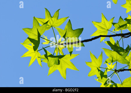 Les feuilles des arbres copalme d'Amérique au début du printemps Banque D'Images