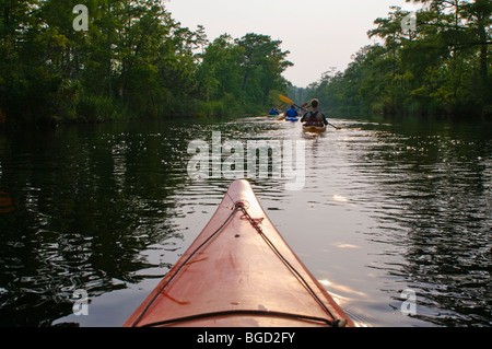 Kayaks sur la rivière Alligator dans l'est de la Caroline du Nord, USA, une partie de l'Alligator River National Wildlife Refuge. Banque D'Images