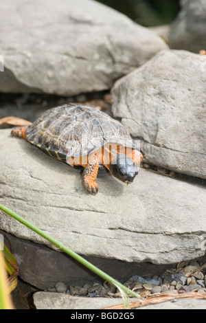 Tortue des bois Clemmys insculpta (). L'Amérique du Nord. Des mains vers le bas pente couverte en pierre avec considéré comme soins. Banque D'Images
