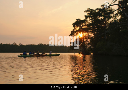 Kayaks sur la rivière Alligator dans l'est de la Caroline du Nord, USA, une partie de l'Alligator River National Wildlife Refuge. Banque D'Images