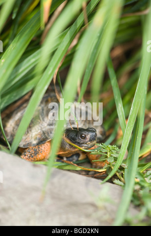 Tortue des bois Clemmys insculpta (). L'Amérique du Nord. Sur des terres sous le couvert de la végétation. Banque D'Images