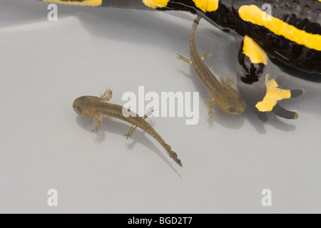 Les salamandres de feu Européen (Salamandra salamandra). Les jeunes nouveau-né, les têtards ou les larves, aux côtés de mère, femme. La naissance des vivipares. Banque D'Images