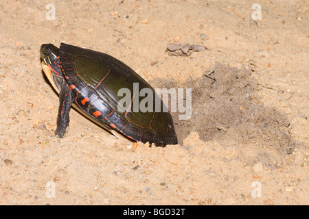 North American Chrysemys picta). Creuser des trous de nidification avec pieds arrière avant de pondre des œufs. Banque D'Images