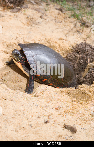 North American Chrysemys picta). Nid de creuser des trous dans le sol avec des pieds de derrière. Banque D'Images