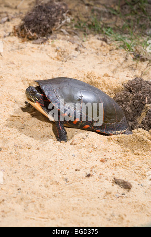 North American Chrysemys picta). Nid de creuser des trous dans le sol avec des pieds arrière. Banque D'Images