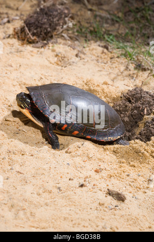 Tortue peinte (Chrysemys picta). Nid de creuser des trous dans le sol. Banque D'Images