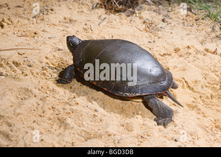 Femme Tortue peinte (Chrysemys picta). Site de nidification laissant avoir couvert d'oeufs et de nid. Banque D'Images