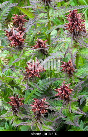 Gestutztes Laeusekraut Furbish (Pedicularis recutita), Oberthauern, Salzburg, Autriche, Europe Banque D'Images