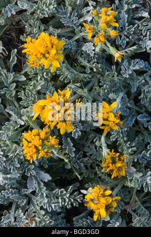 L'armoise des glaciers alpins, de l'armoise (Artemisia glacialis), Parc National du Grand Paradis, Val d'aoste, Italie, Europe Banque D'Images