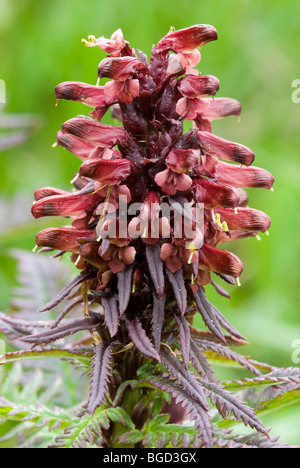 Gestutztes Laeusekraut Furbish (Pedicularis recutita), Oberthauern, Salzburg, Autriche, Europe Banque D'Images