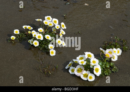 Renoncule des glaciers ou le glacier Crowfoot (Ranunculus glacialis), Parc National Gran Paradiso, Valle d'Aosta, Italie, Europe Banque D'Images