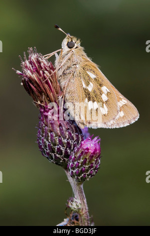 Silver-spotted Skipper (Hesperia comma), Riedener Lac, vallée de Lech, l'Ausserfern, Tyrol, Autriche, Europe Banque D'Images