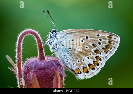 Papillon Bleu commun (Polyommatus icarus), Schwaz, Tyrol du Nord, l'Autriche, Europe