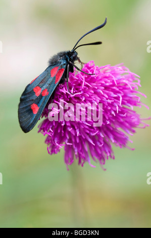 5-spot Burnett (Zygaena trifolii), Parc National du Grand Paradis, Val d'aoste, Italie, Europe Banque D'Images