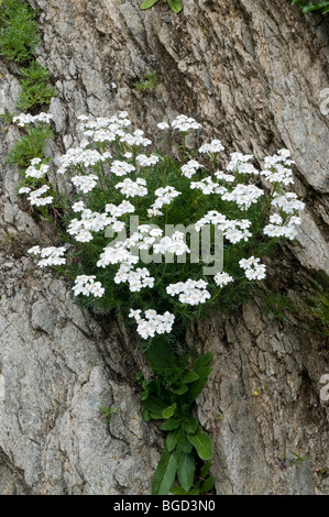 Le musc l'achillée millefeuille (Achillea erba-rotta ssp. Moschata), lac Oberaar, Alpes Bernoises, canton de Berne, Suisse, Europe Banque D'Images
