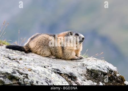 Marmotte des Alpes (Marmota marmota), Parc National du Hohe Tauern, Carinthie, Autriche, Europe Banque D'Images