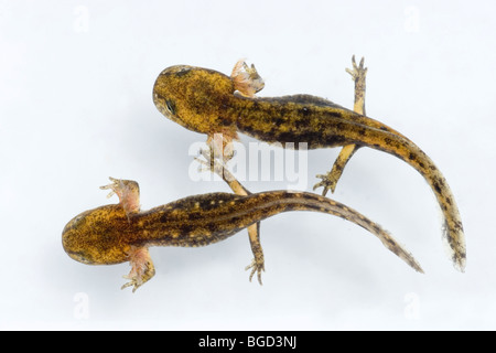 Salamandre Terrestre Européen (Salamandra salamandra). Deux adpoles ou les larves aquatiques, en stade de développement. Banque D'Images