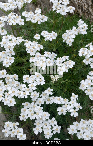 Le musc l'achillée millefeuille (Achillea erba-rotta ssp. Moschata), lac Oberaar, Alpes Bernoises, canton de Berne, Suisse, Europe Banque D'Images