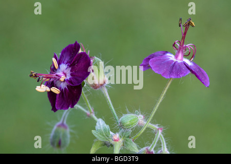 Géranium sanguin sombre ou de deuil veuve (Geranium phaeum), Schwaz, Tyrol, Autriche, Europe Banque D'Images