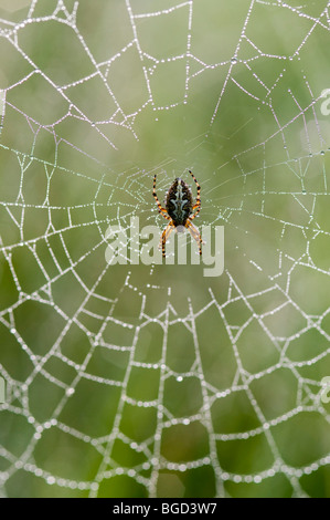 Araignée Araneus ceropegius (chêne), Riedener Lake, Rieden, vallée de Lech, l'Ausserfern, Tyrol, Autriche, Europe Banque D'Images
