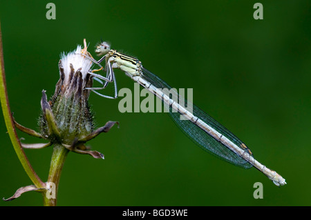 À pattes blanches (Platycnemis pennipes) Demoiselle, femme, Frauensee Kramsach, Tyrol, Autriche, Europe Banque D'Images