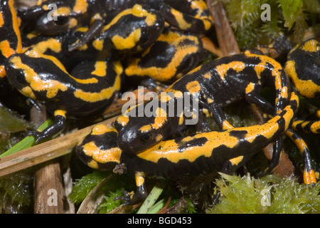 Les salamandres de feu Européen (Salamandra salamandra). Groupe de jeunes récemment métamorphosées. La vie terrestre maintenant. Banque D'Images