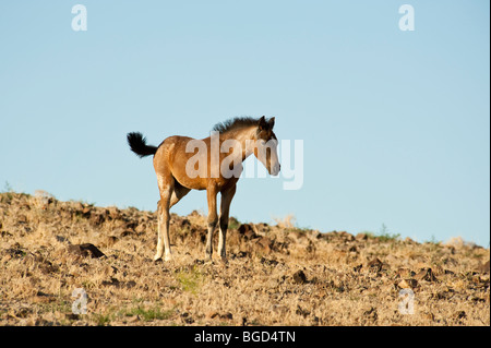 Baby Wild Horse colt Equus ferus caballus Nevada Banque D'Images