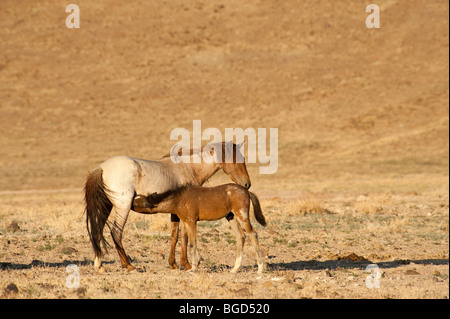 Wild Horse mare avec colt Equus ferus caballus infirmiers Nevada Banque D'Images