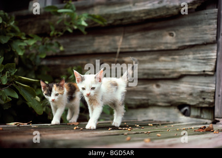 Une paire de chatons en tandem de marche Banque D'Images